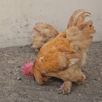 heera buff golden sebright