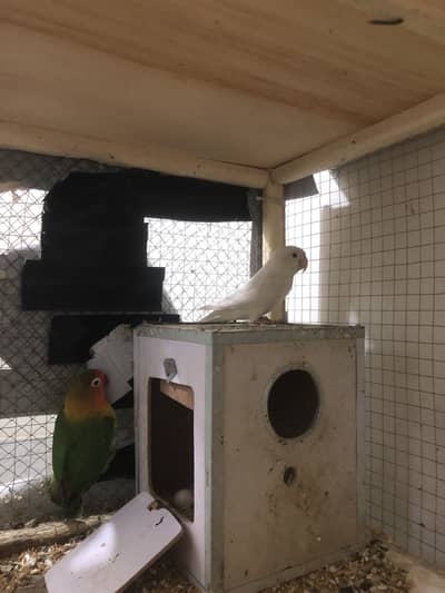 Lovebird breeder pair