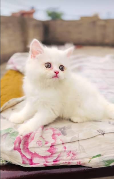 Persian cat 2 month age My WhatsApp number 0301=35.64. 795for sale