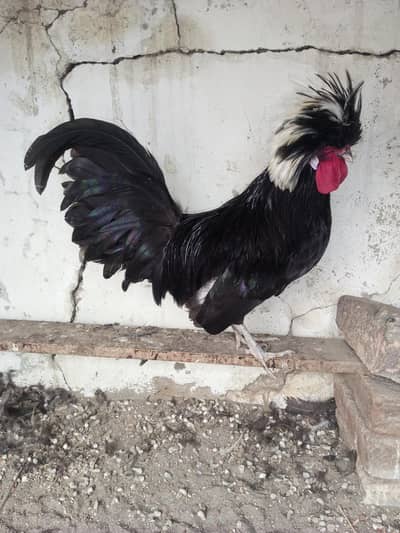 Black And White Polish Male Available