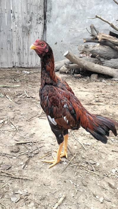 meial amoral Whatsapp phone number 03274353085