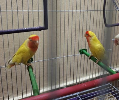 Two love birds Breeder Pair with cage for sell