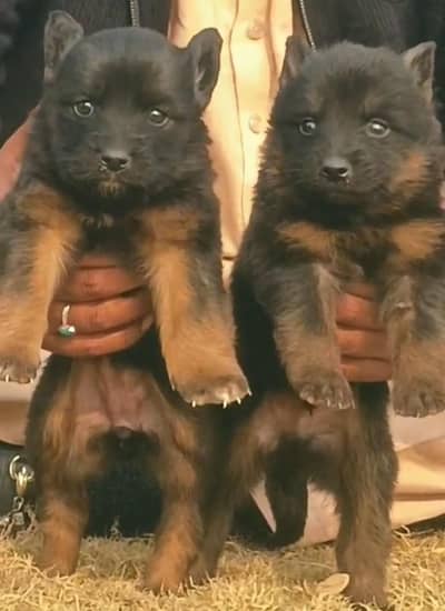 German Shepherd puppies for sale