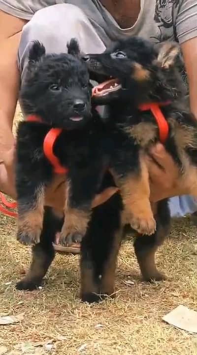 German shepherd puppies  my WhatsApp number 03245285207