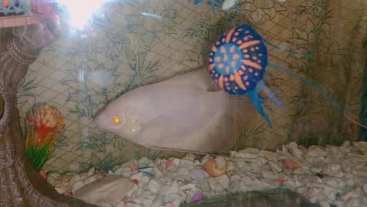 albino Giant gourami
