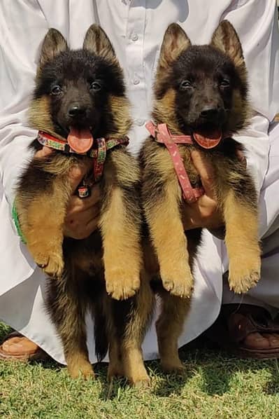 German shepherd puppies  my WhatsApp number 03245285207