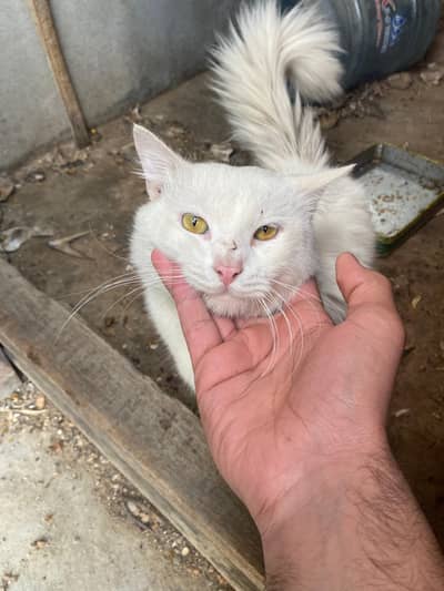 Persian Male Cat For Sale