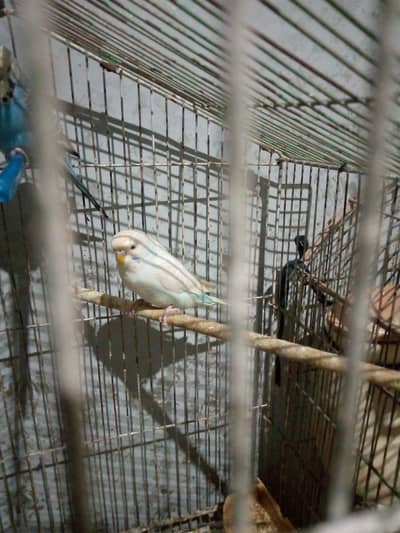 Budgies/Cages for sale