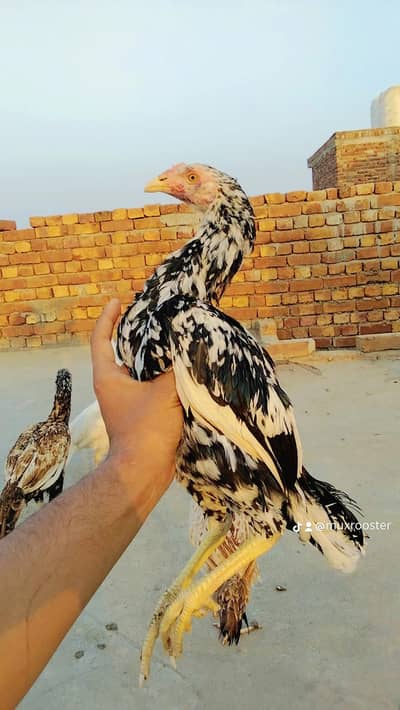 java kasna or black cheena