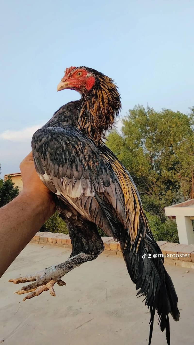 java kasna or black cheena 1