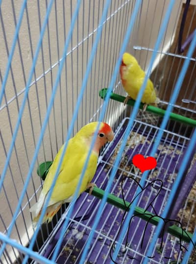 100% Breeder Common Lutino love birds for sell
