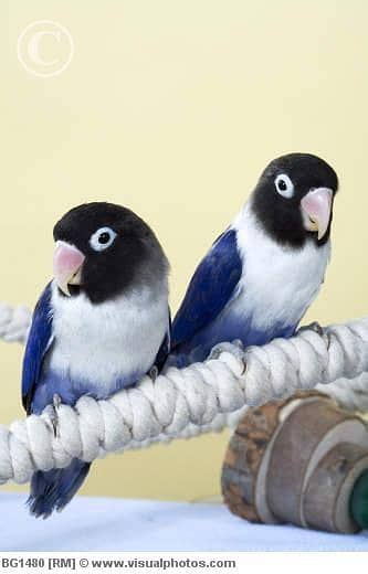 love bird breeder pair