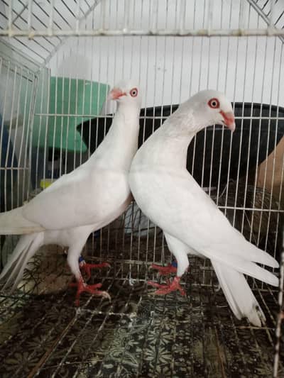 DANISH PAIR WID 2 CHIKS