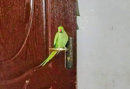 parrot