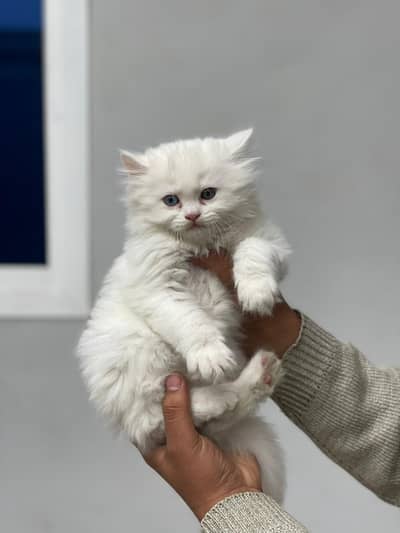 Persian Kittens For Sale