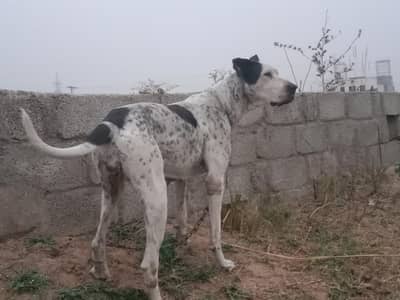 bully female good dog