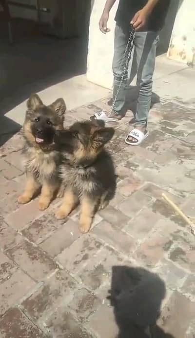 German shepherd puppies  my WhatsApp number 03245285207