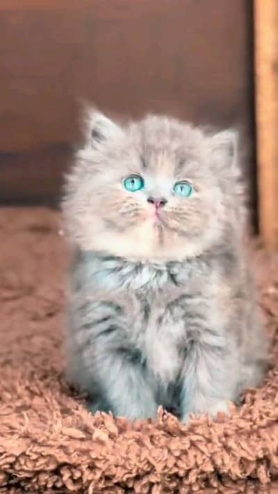 punch face triple coted kitten for sale