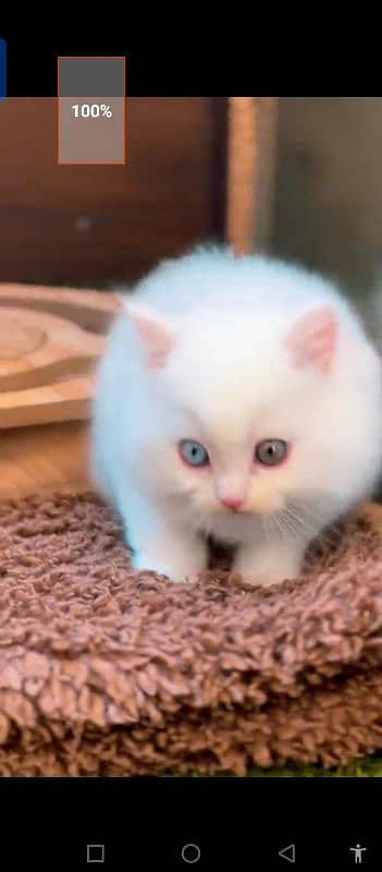 Persian cat for sale male female vaccine clear 0322=93=98=820=