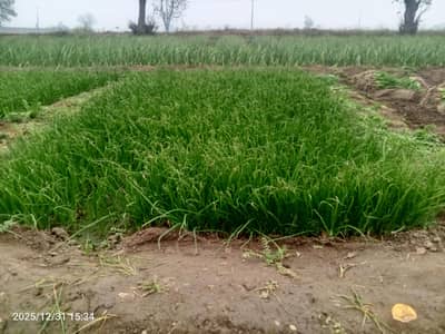 Red King payaz kan  for sell in ghakkhar mandi