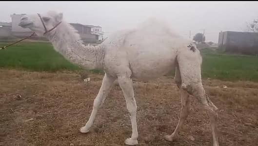 Female Camel kid for Sale