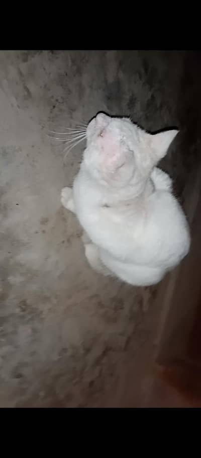 White cat Whatsapp 03263747787