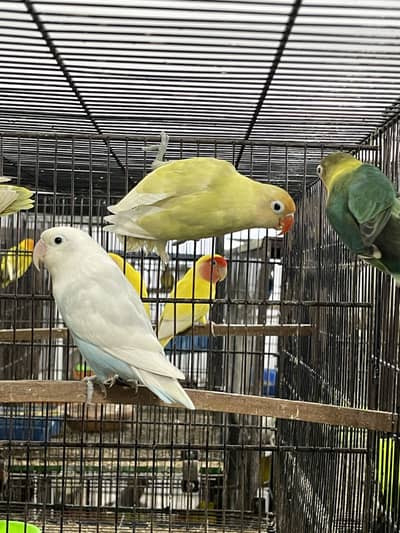 Lovebirds