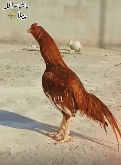 Bhot acha bird ha video mil jay gi