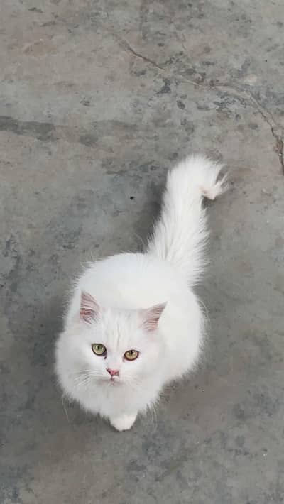 Persian Cat