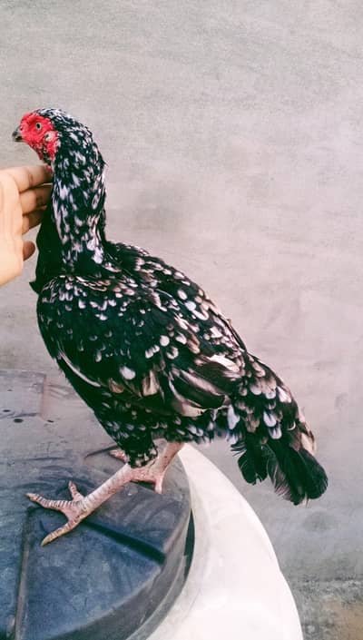 old blood line madi 03324997411