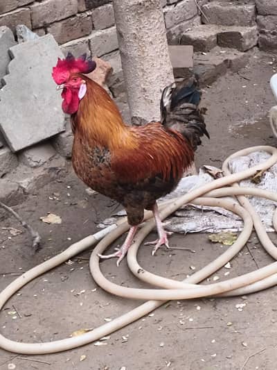 Andon wali 3 murgiya or 1 Murga