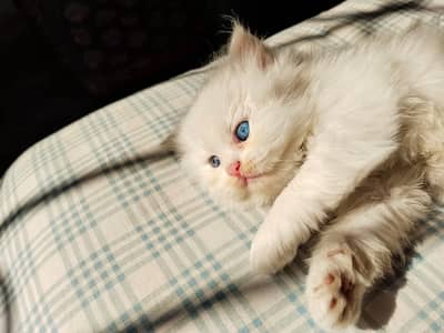 Persian kitten triple coated doll face