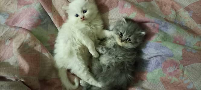 kitens pair