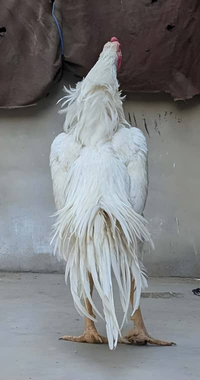 White Shamo Trio Set / Breeder Trio Pair / 0313-2414787