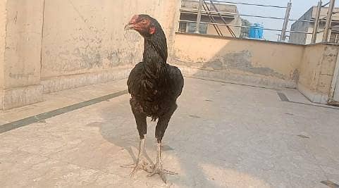 Aseel patha ha breed thai