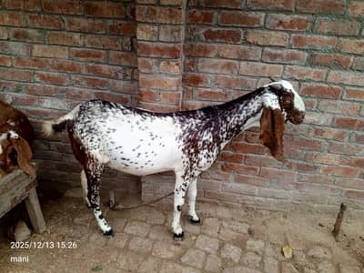goat pregnant 4 months 20 days 03244086133