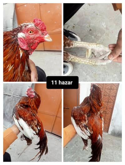 Top quality mianwali + thai aseel patha ready for season