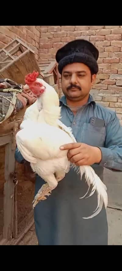 Heera top quality topla breeder