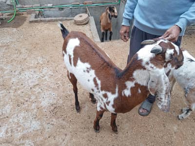 Nagra Goat||Pure nagra beetle||Desi bakri||high qualityl breeder goat