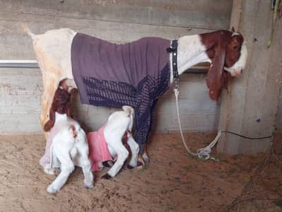 bakri 2 male bachy MASHA ALLAH se full active and healthy