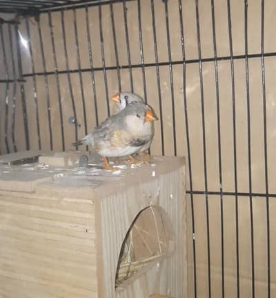 Mutation Snow white isabel Zebra finches
