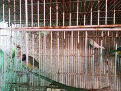 goldian finch leady goldian