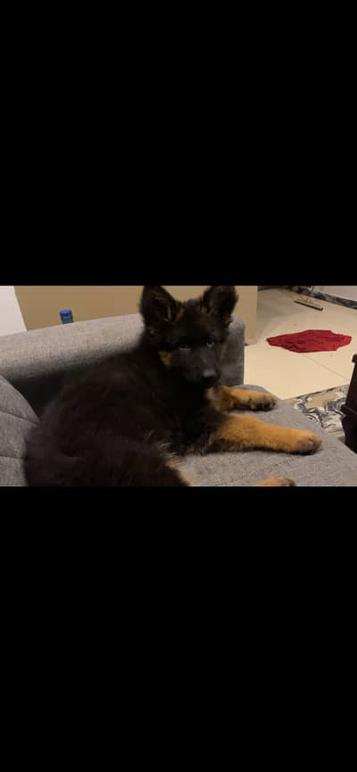 German shepherd long coat female puppy show class