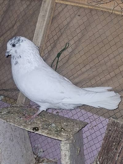 2 Fly Pigeon