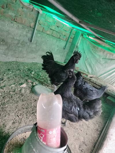 ayyam semani fresh breedar foresale 1 male 2 female eggs lawing