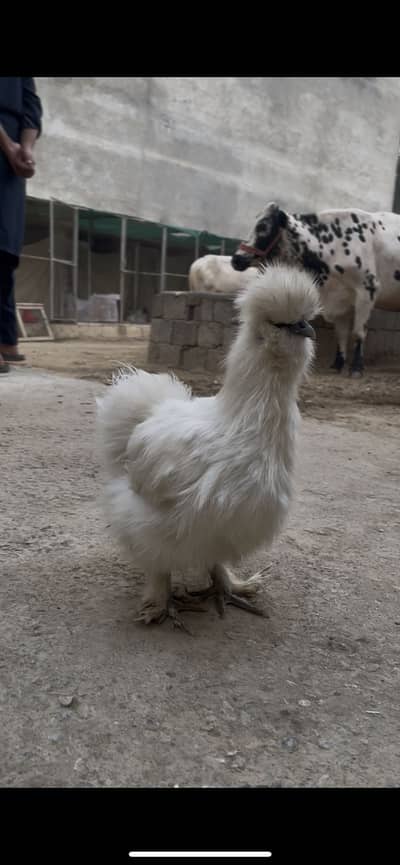 White silki hen