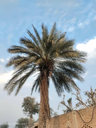 Date Palm