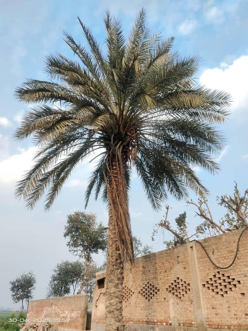 Date Palm 1