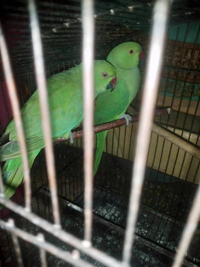 Green parrot