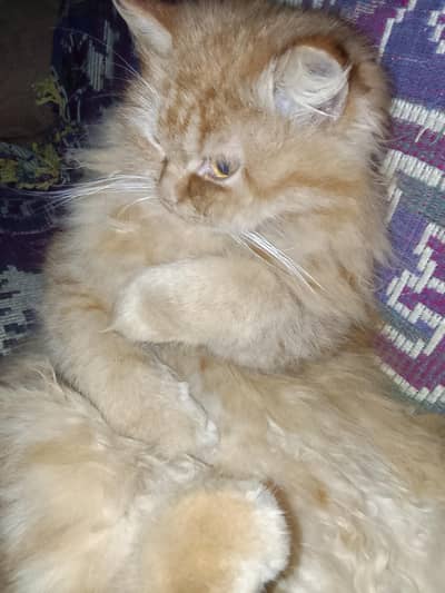 ginger,long coat female cat 11 months old for sale